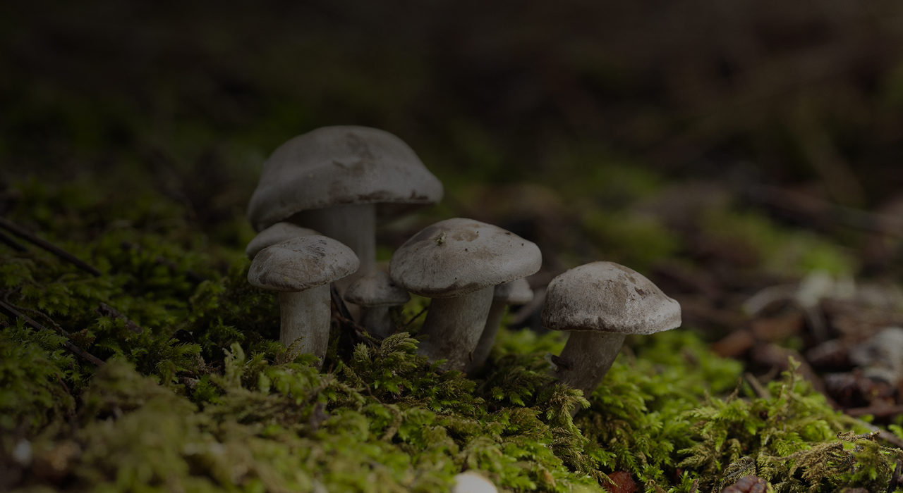 the-usefulness-of-straw-in-mushroom-cultivation-2nd