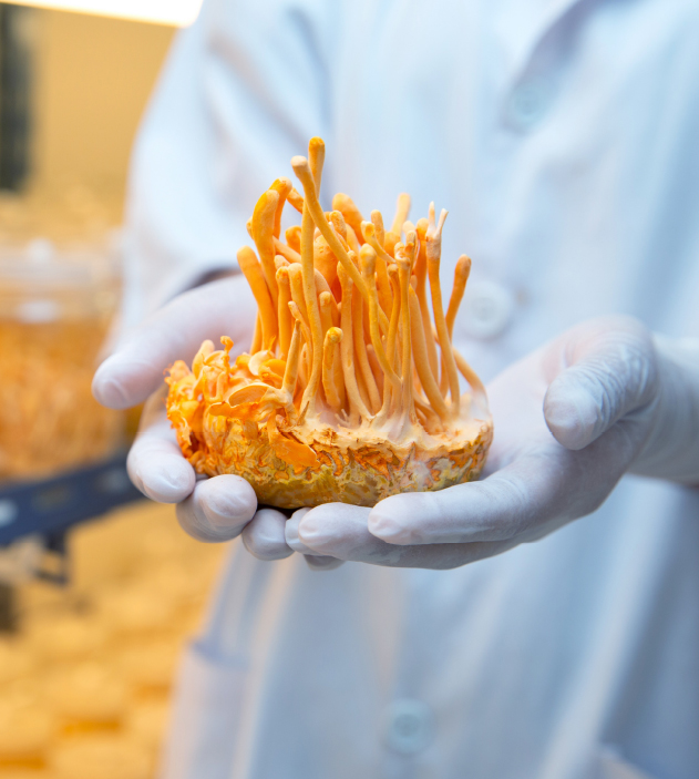 cordyceps