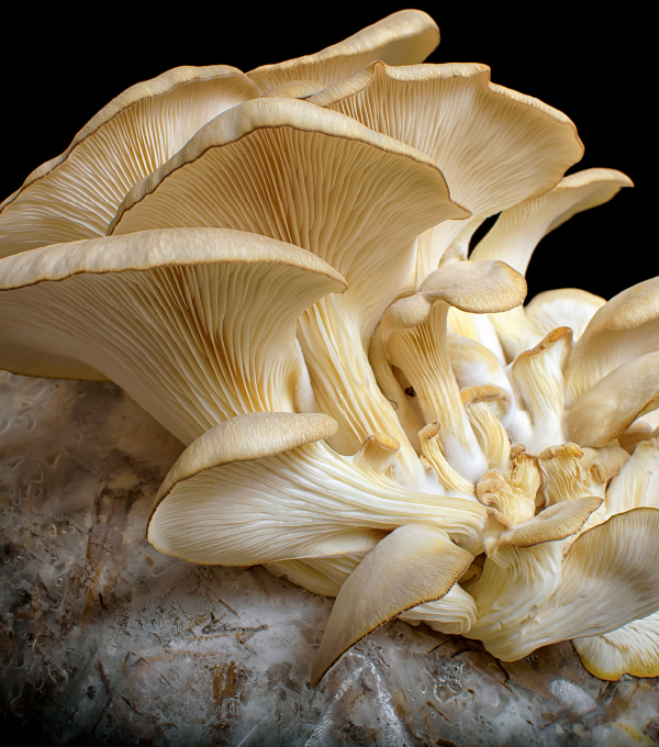 oyster