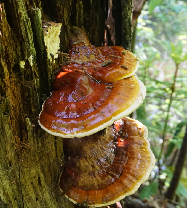 reishi