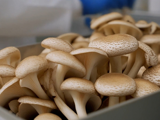 mashroom-img